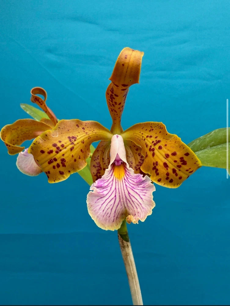 Yellow and pink spotted orchid flower on green stem