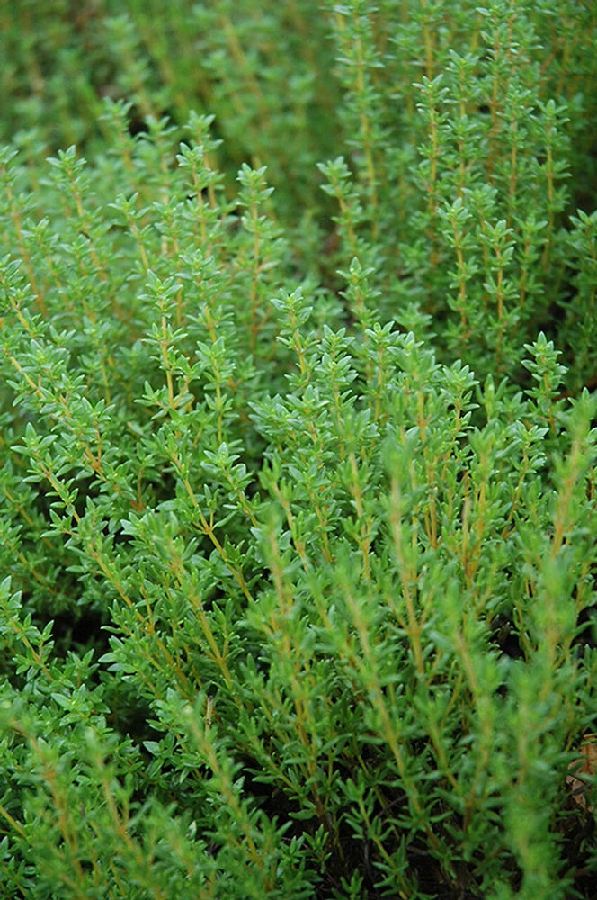 3500+ THYME - COMMON TYPE -  NON - GMO FRESH FRESH HARVEST FOR GARDENS Garden Plants