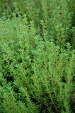 3500+ THYME - COMMON TYPE -  NON - GMO FRESH FRESH HARVEST FOR GARDENS Garden Plants