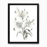 Lilies Flower Vintage Botanical 1 A Framed Wall Art Poster Canvas Print Picture Lily