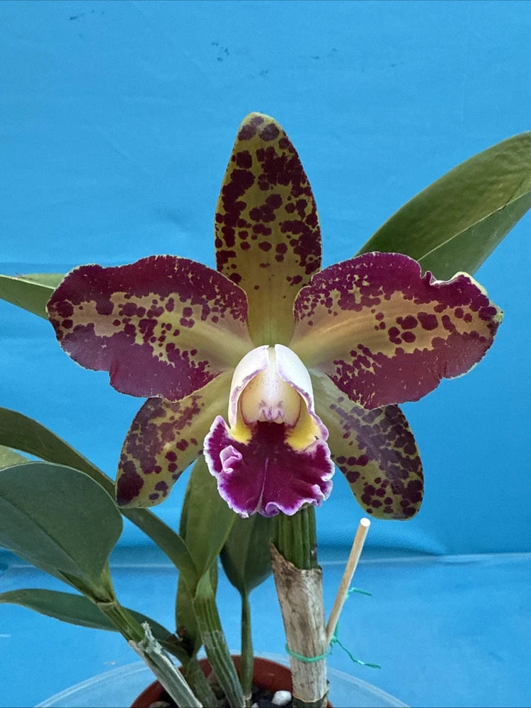Leopard orchid bloom with maroon spotted petals and white-and-purple center lip