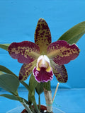 Cattleya Rlc Waianae Leopard Ching Hua Fragrant Spotty Bloom Size Orchid 4.5Ó Pt Orchids