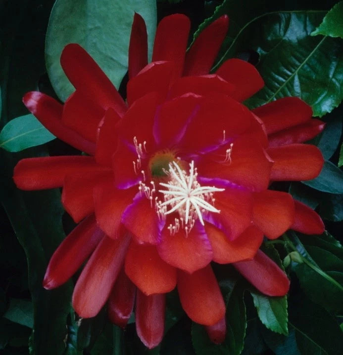 Orchid cactus bloom with red petals, orange center, and long white stamens on green leaves