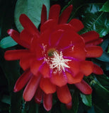 Epiphyllum, Orchid Cactus, " ROYAL COACHMAN ", Don's Quart pots  APRIL/1 Orchids