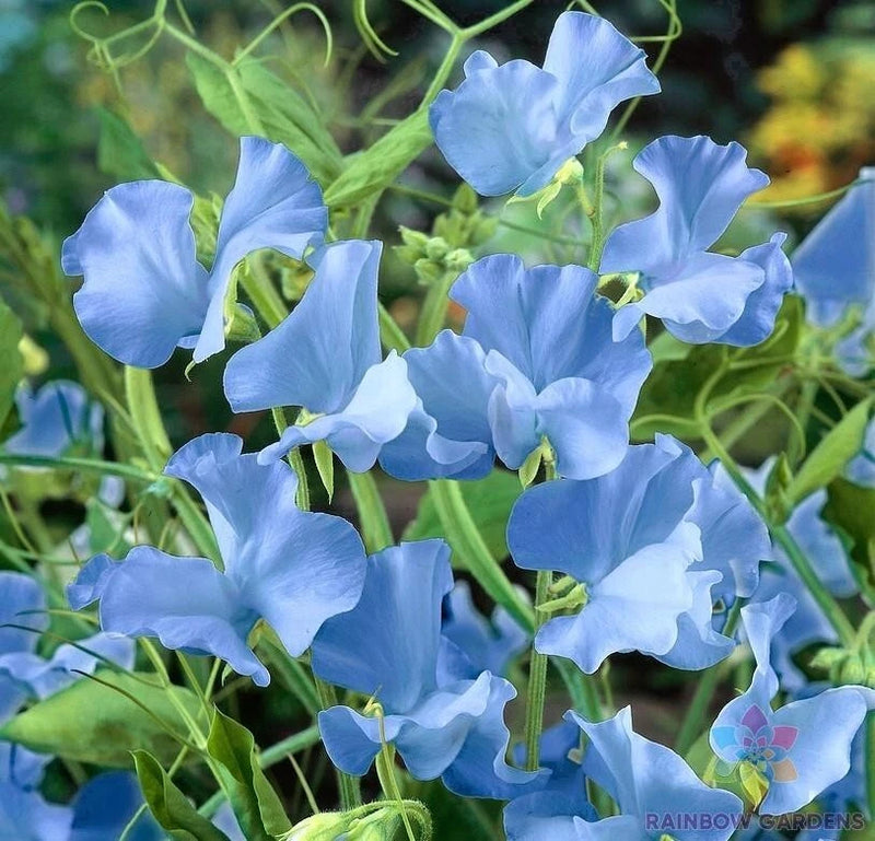 50+ Cheshire Blue Sweet Pea Seeds for Garden Planting - USA - FREE SHIPPING! Garden Plants