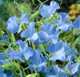 50+ Cheshire Blue Sweet Pea Seeds for Garden Planting - USA - FREE SHIPPING! Garden Plants