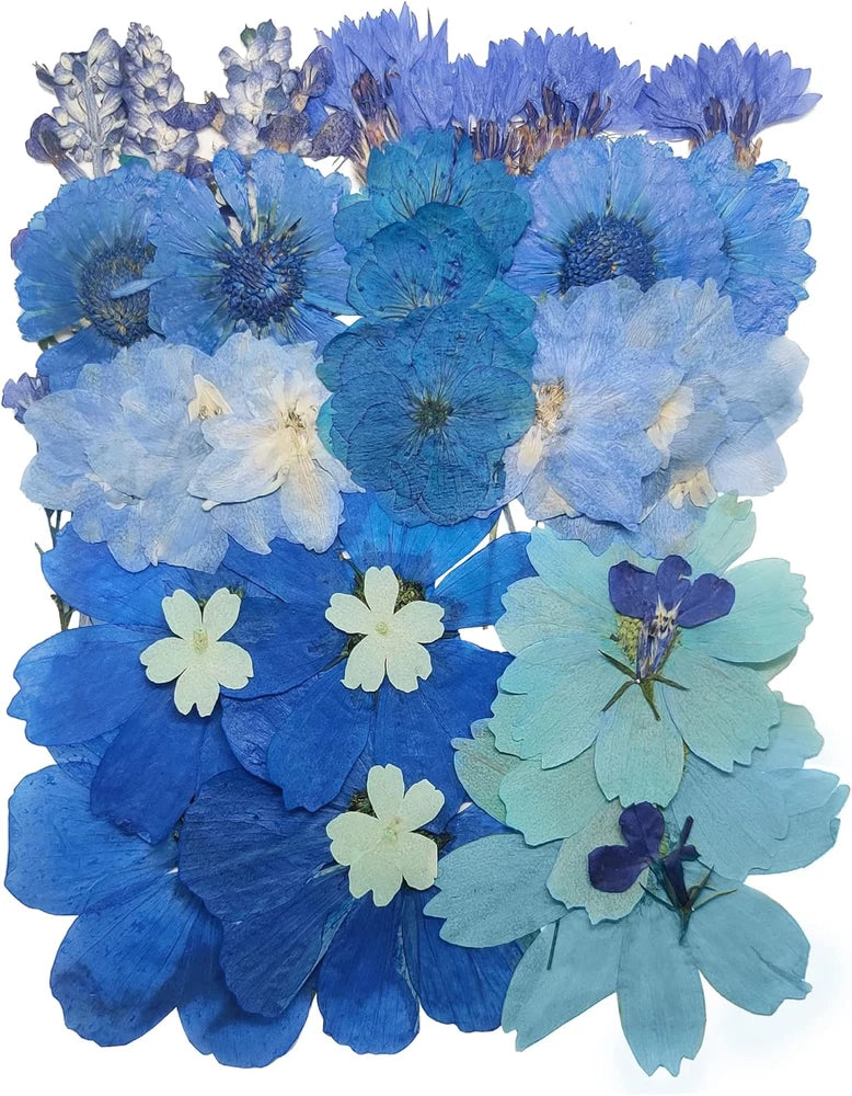 Pressed dried flowers set with large blue and light-blue blossoms, flat for crafts