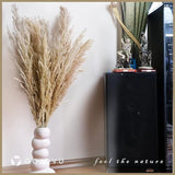Pampas Grass Decor Tall 45 Inches 10 Stems of Dried Large Pampas Grass No Stench Pampas Grass