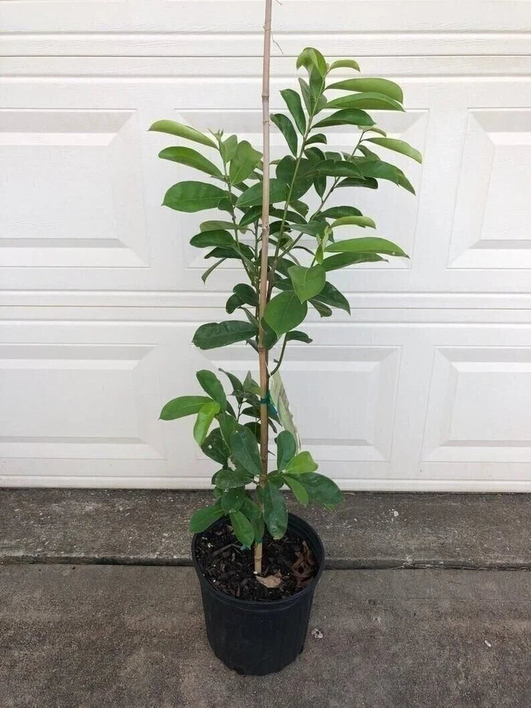 Live soursop tree plant with green leaves in a black nursery pot