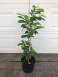 Soursop Tree - Live Tree in a 3 Gallon Pot - Annona Muricata - Tropical Edible Orchids