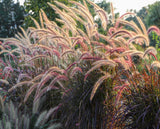 Purple Pennisetum Fountain Grass Plant Live Dwarf Grass Perennial Plant 4-6"Tall Pampas Grass