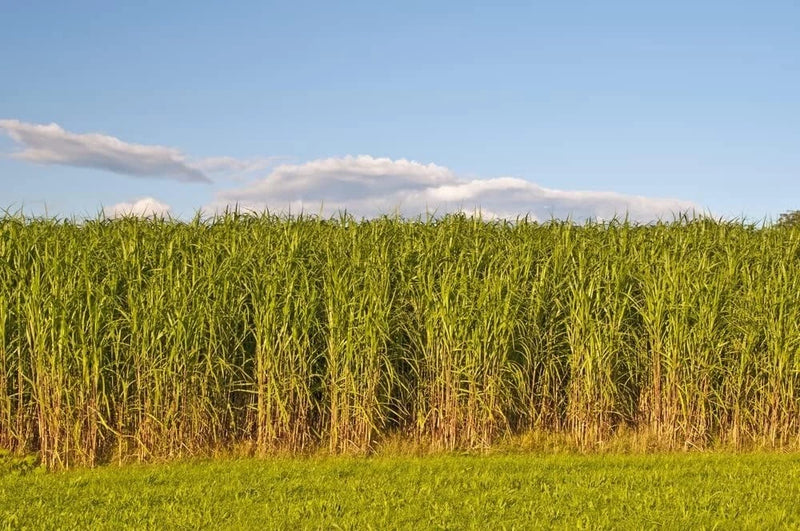 1 lb SWITCHGRASS Seeds Native Tall Grass Prairie Ornamental Perennial pound Flowering Plants