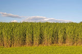 1 lb SWITCHGRASS Seeds Native Tall Grass Prairie Ornamental Perennial pound Flowering Plants