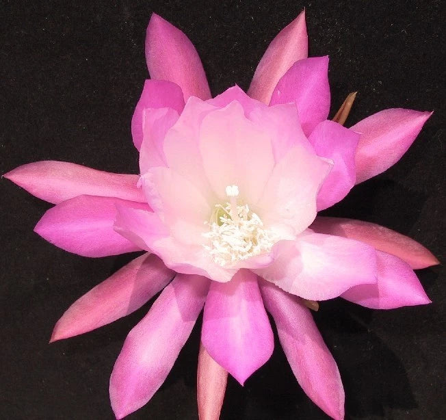 Pink and white orchid cactus flower with large layered petals and pale center