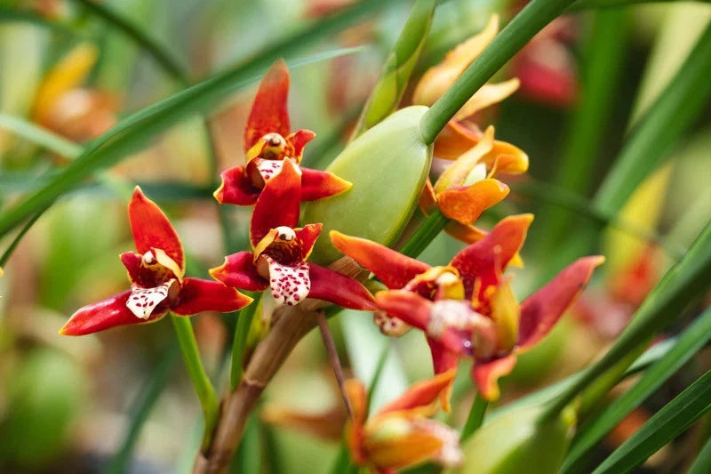 Maxillaria Tenuifolia Orchid Species, Blooming Size, Fragrant, Spiking soon! Orchids