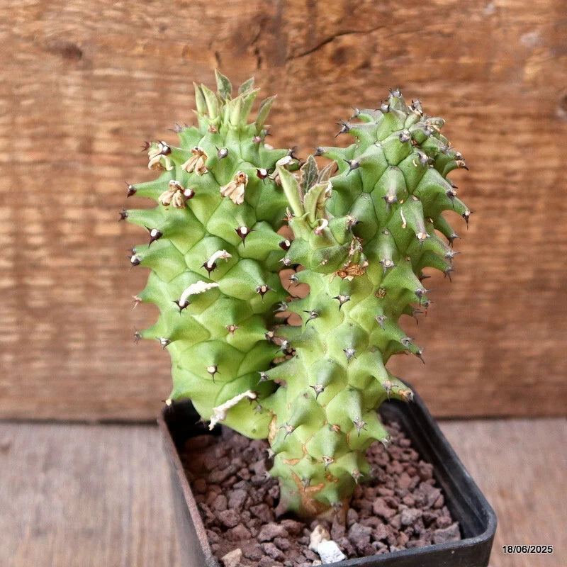 D2935 MONADENIUM SCHUBEII pot7-H12-W8 cm MaMa Cactus Green Plant