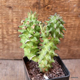 D2935 MONADENIUM SCHUBEII pot7-H12-W8 cm MaMa Cactus Green Plant