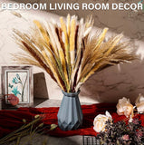 240PCS Natural Dried Pampas Phragmites Flower Grass Bouquet Phragmites 17 inch Pampas Grass