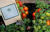 TINY TIM Tomato Seeds Organically Grown Unique Creek Homestead Gardens Garden Plants