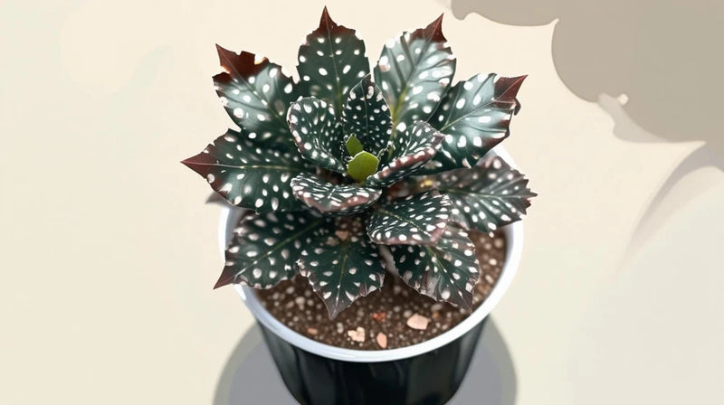 Angel wing begonia plant in a black pot, dark maroon and green speckled leaves