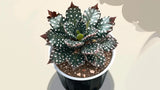 Angel Wing Begonia Fannie Moser BUY 2 GET 1 FREE Green Plant