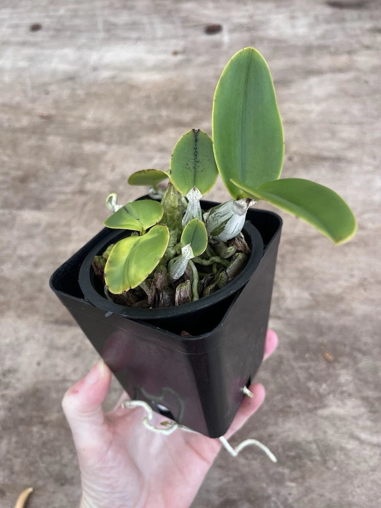 Green Cattleya orchid plant in black plastic pot, small buds and leaves
