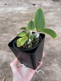 Cattleya Brazilian Jewel (walkeriana V Coerulea X C Nobilior V Coerulea) 4Ó Po Orchids
