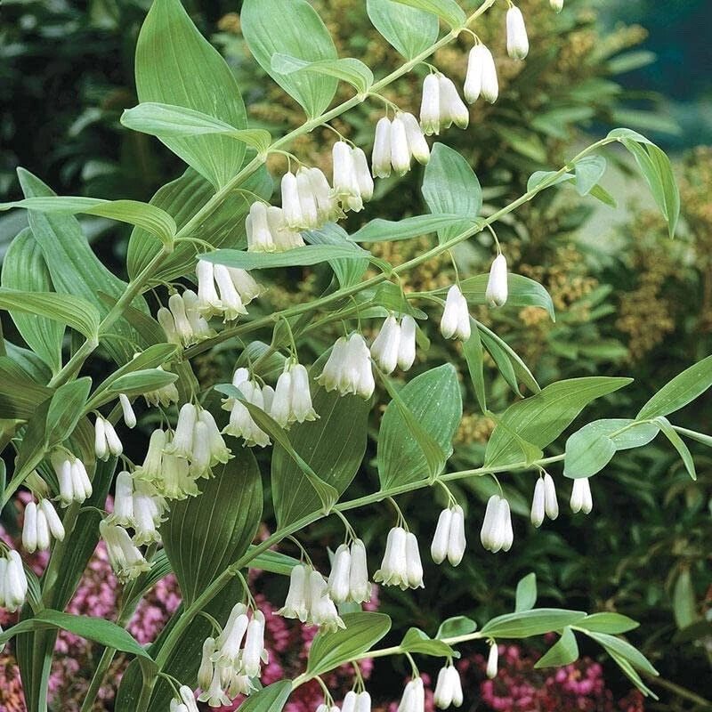 Great Solomon's Seal Seeds for Planting (20 Seeds) - Polygonatum biflorum Flowering Plants