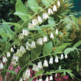 Great Solomon's Seal Seeds for Planting (20 Seeds) - Polygonatum biflorum Flowering Plants
