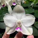 White orchid flower with three broad petals and purple speckled center