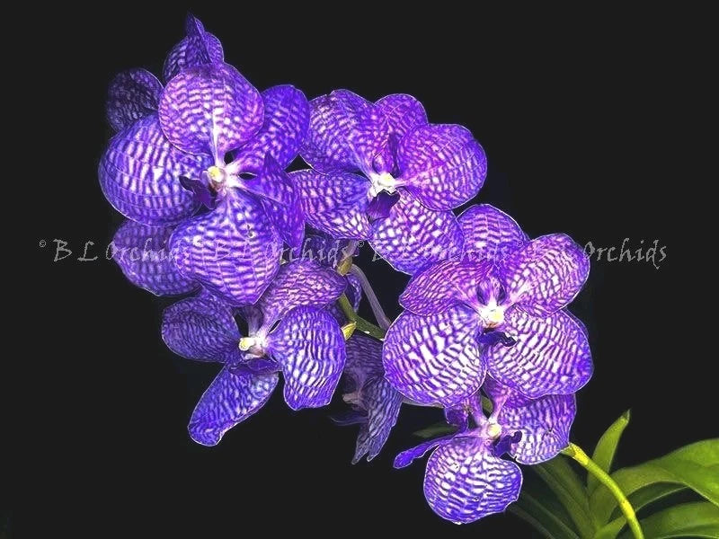 Purple blue orchid cluster with green stems and leaves