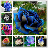25pc ROSE SEEDS Garden Plant Flower Nursery rare exotic USA seller FREE shipping Garden Plants