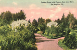 Pampas Grass Plumes East Lake Park Los Angeles Western Pub & Novelty Postcard Pampas Grass