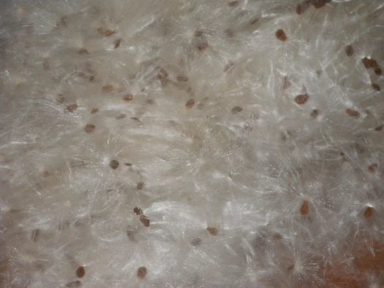 1/2+ oz Bag Milkweed Seed Fluff Floss Wind Checker Arts Crafts Fire Starters Dried Flower