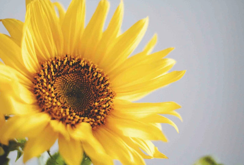 3D Sunflower Flower Yellow Wall Murals Wallpaper Murals Wall Sticker 51 Sunflower