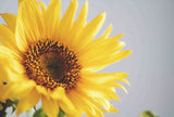 3D Sunflower Flower Yellow Wall Murals Wallpaper Murals Wall Sticker 51 Sunflower
