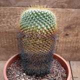 D2839 MAMMILLARIA APOZOLENSIS pot17-H18-W10 cm MaMa Cactus Green Plant
