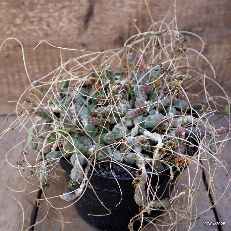 Euphorbia globosa cactus in black pot, green-blue rosette with dried white twigs