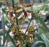 Odontocidium Everglades Elegance ÒNancy LeeÓ  HCC/AOS Orchids