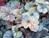 HEUCHERA 'Silver Scrolls' - 2 Plants Flowering Plants