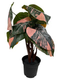 New IKEA FEJKA Artificial Potted Plant Philodendron 15 cm (6 ") 906.008.61 Green Plant