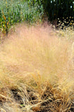 200 CLOUD GRASS Agrostis Nebulosa White Flower Tan Ornamental Grass Seeds Pampas Grass