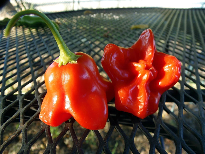 Cambuci pepper - beautiful pendant shaped pepper with a nice spicy flavor Garden Plants