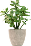 365 Blooming Decor Artificial Jade Plant 12 inch in Gray Pot for Home, Green Green Plant
