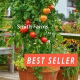 50+ Seeds Heatmaster Tomato Tasty Juicy Easy to Grow Vegetable Garden Planting Garden Plants