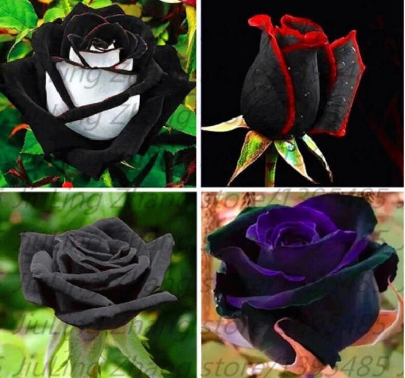 20 MIXED SEEDS for Black RARE red white purple Rose flower bush plant USA Seller Flowering Plants