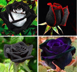20 MIXED SEEDS for Black RARE red white purple Rose flower bush plant USA Seller Flowering Plants