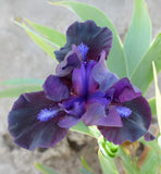 1 Miniature Dwarf Purple Bearded Iris 'Black Lightening' Perennial Live plant Garden Plants