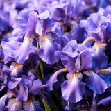 100 Purple Blue Iris SeedsÊNew Crop Violet Iris Flowers  Seeds - USA Seller Flowering Plants