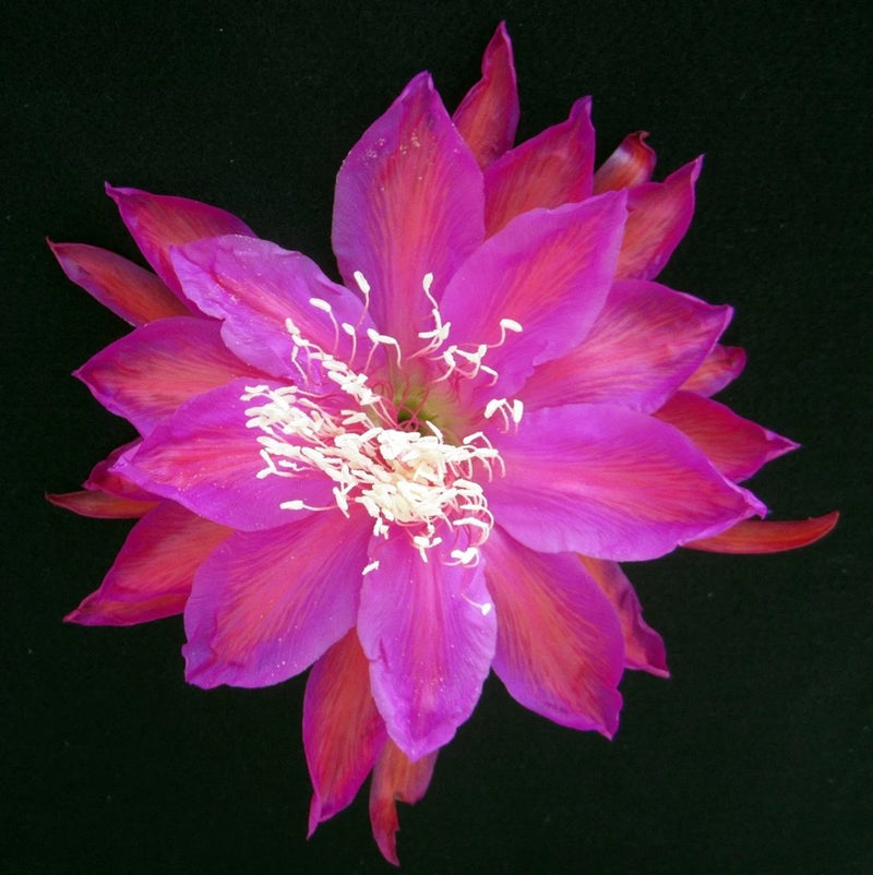 Orchid cactus flower with magenta petals and pale center, white stamens